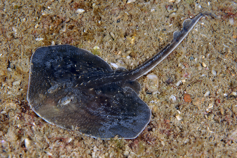 Piccola razza a Livorno 12-09-2014 (juvenile Raja sp.)